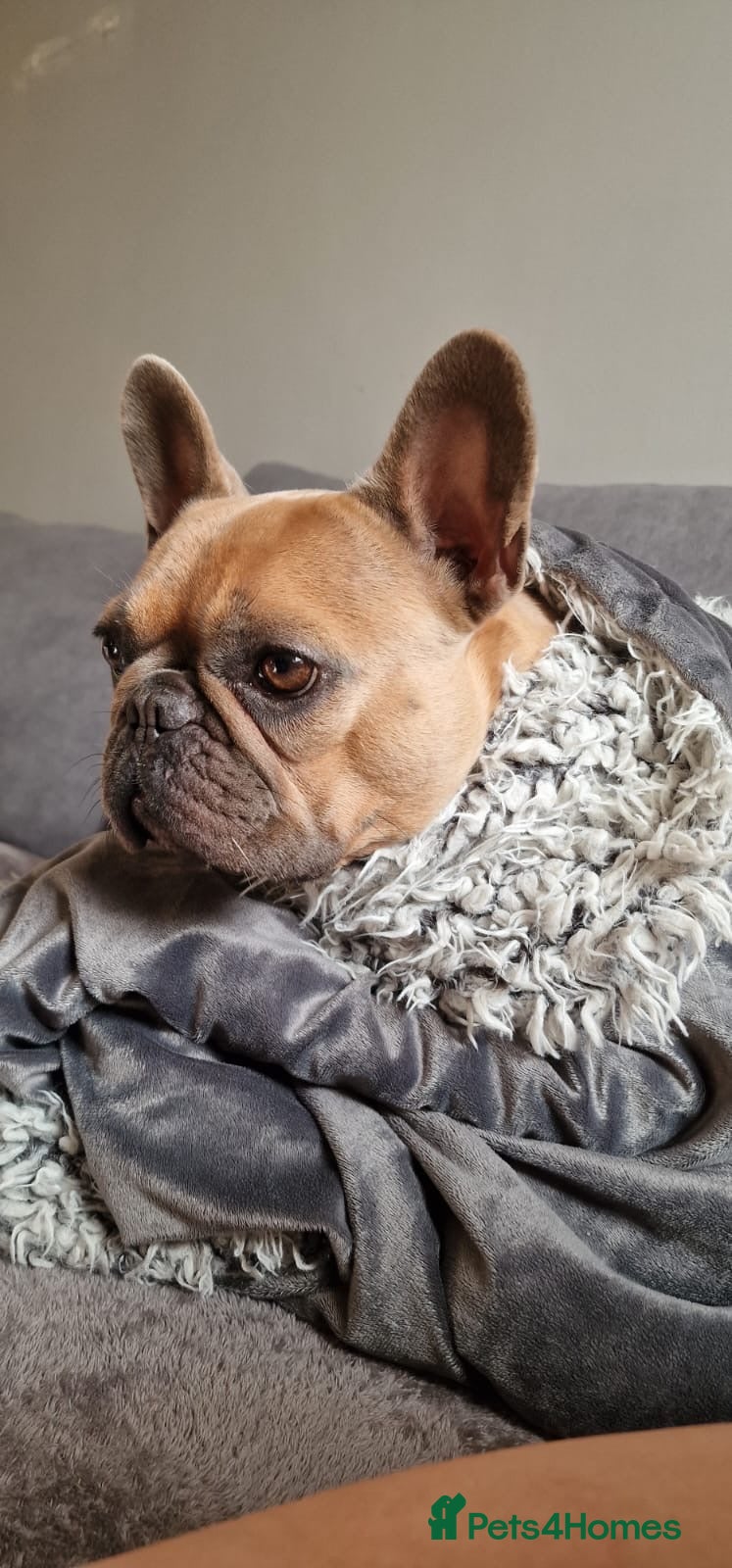 French Bulldog dogs Babe  - Advert 8