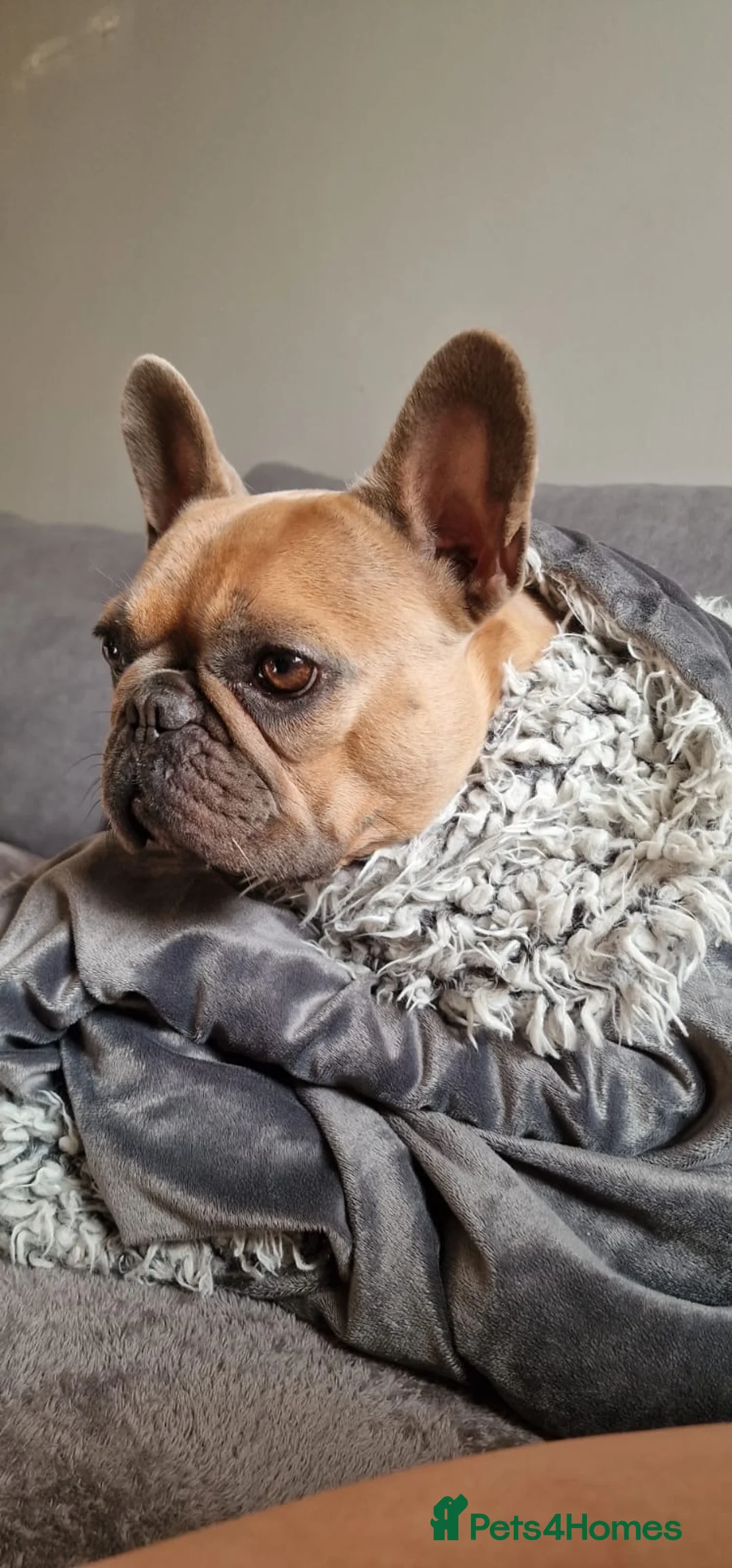 French Bulldog dogs for sale: Babe  in Northampton - Advert 1