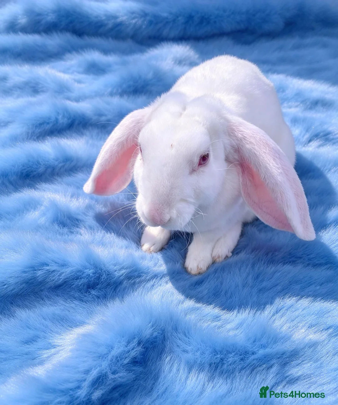 Rex rabbits for sale: Rare Velveteen youngsters - Advert 2