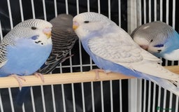 Budgerigars birds for sale: Beautiful Baby Budgies  - Image 8