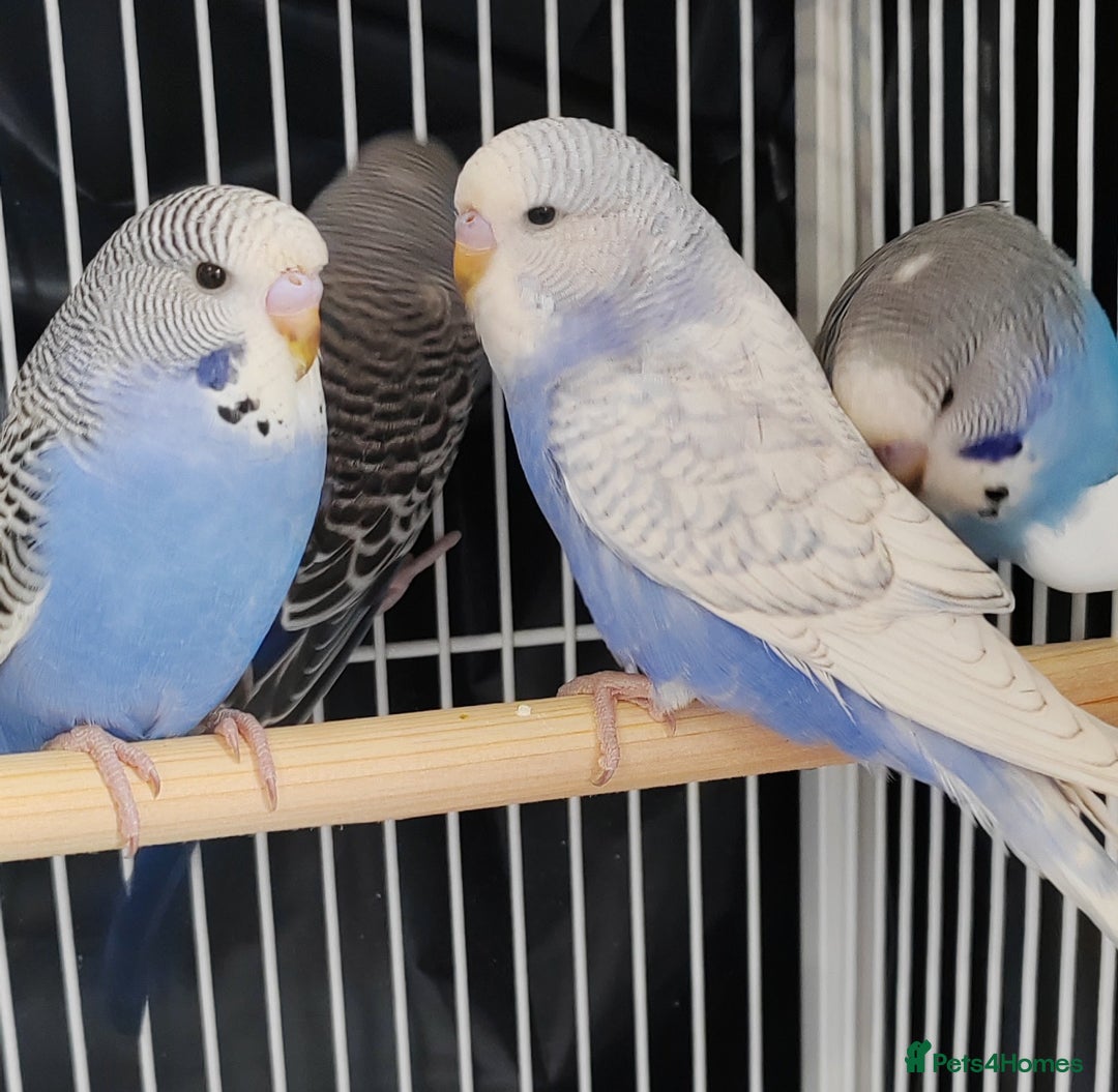 Budgerigars birds for sale: Beautiful Baby Budgies  - Image 8