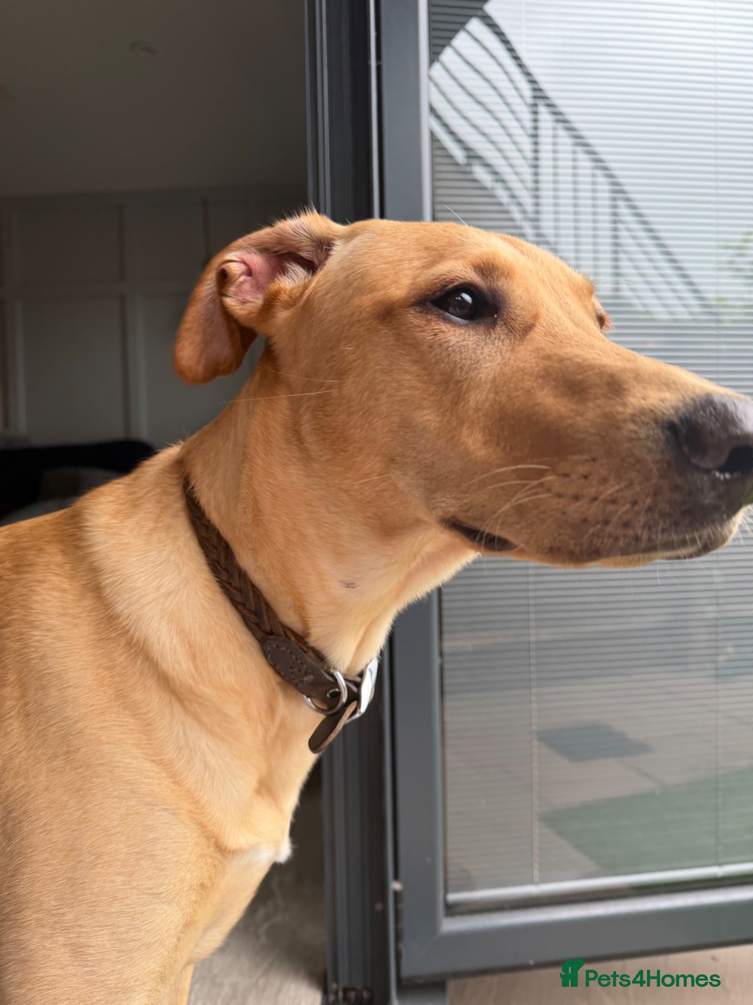 Mixed Breed dogs Labrador x greyhound bitch - Advert 1