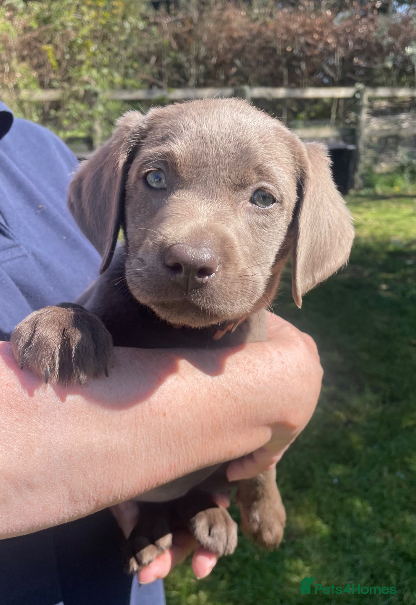 Labrador Retriever dogs ⭐️ READY NOW KC REG VET CHECK, 5 🌟LICENCED  - Advert 5