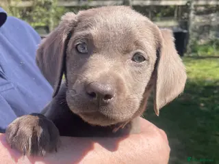 Labrador Retriever dogs ⭐️ READY NOW KC REG VET CHECK, 5 🌟LICENCED - Advert 3