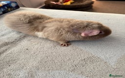 Guinea Pig rodents for sale: Lilac “Teddy” 1 year old guinea pig for sale :)  - Image 2
