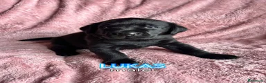 Lord Lukas