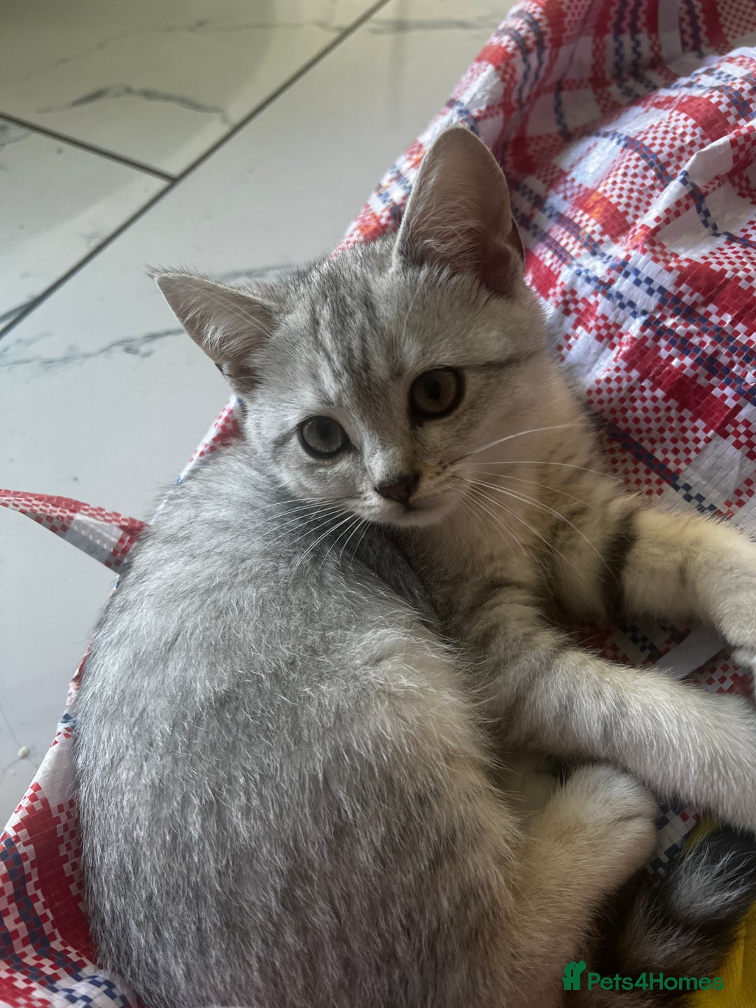 British Shorthair cats for sale: Silver 12 Week Old British Shorthair Kittens  - Image 6