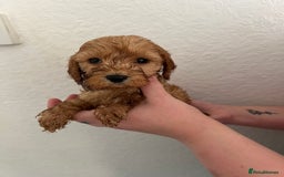Cockapoo dogs for sale: Fluffy F1 puppies ready 27-09  - Image 19