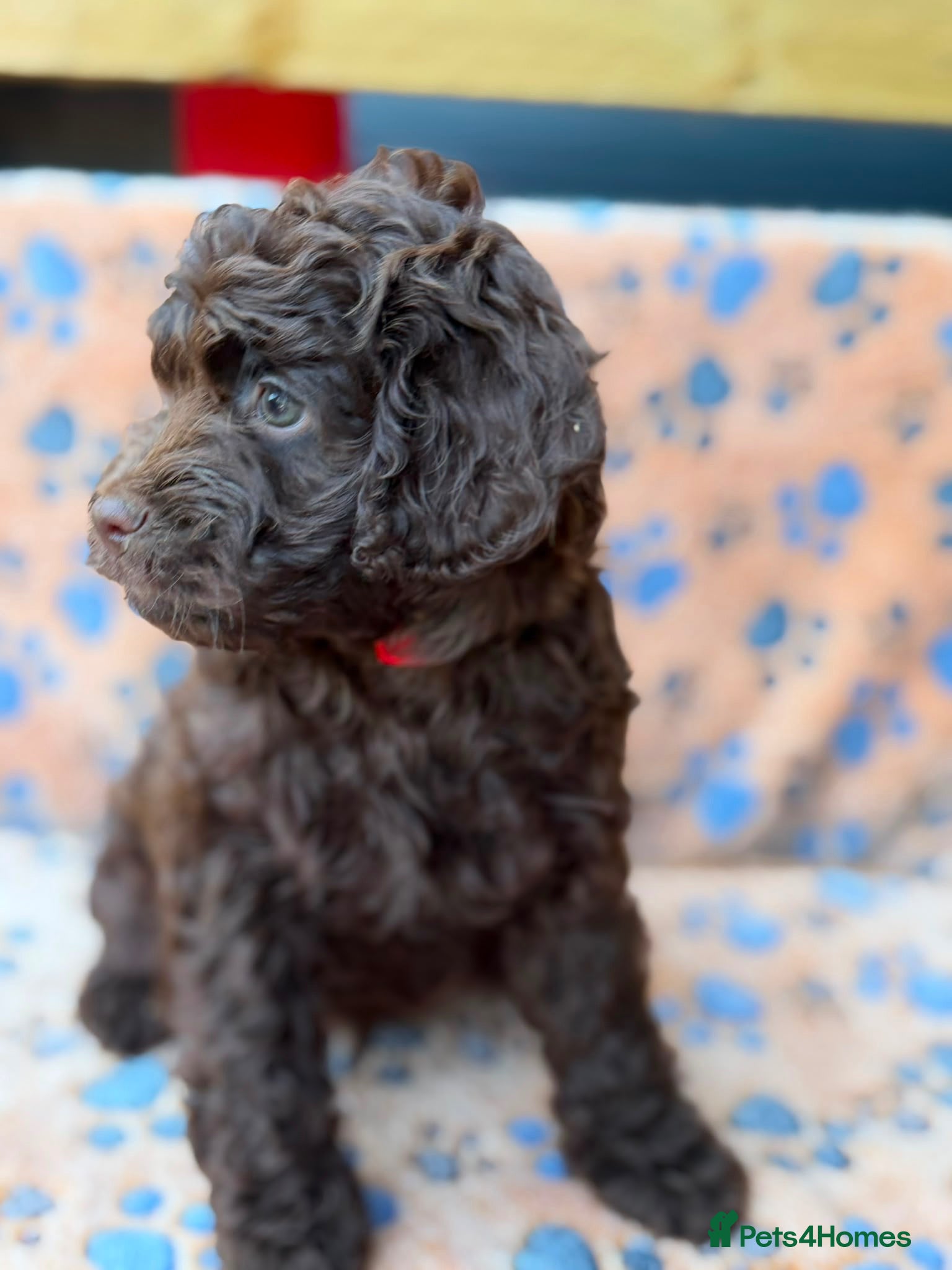 Cockapoo dogs ✨Ready now ✨ F1B Cockapoo Puppies 4 Left  - Advert 1
