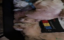 Mixed Breed dogs for sale: Pomeranian Puppies - £1,500 each - Image 18