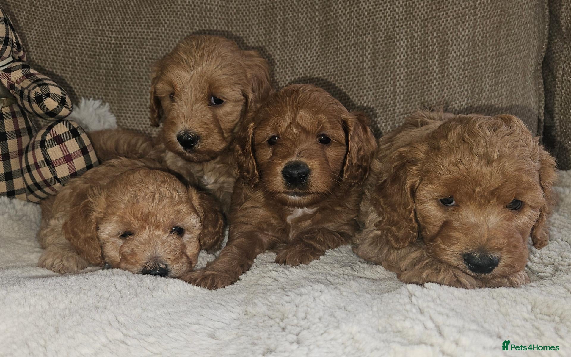 Cockapoo dogs Licenced breeder, red f1b cockapoo litter - Advert 1