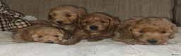 Cockapoo dogs for sale: Licenced breeder, red f1b cockapoo litter - Advert 4