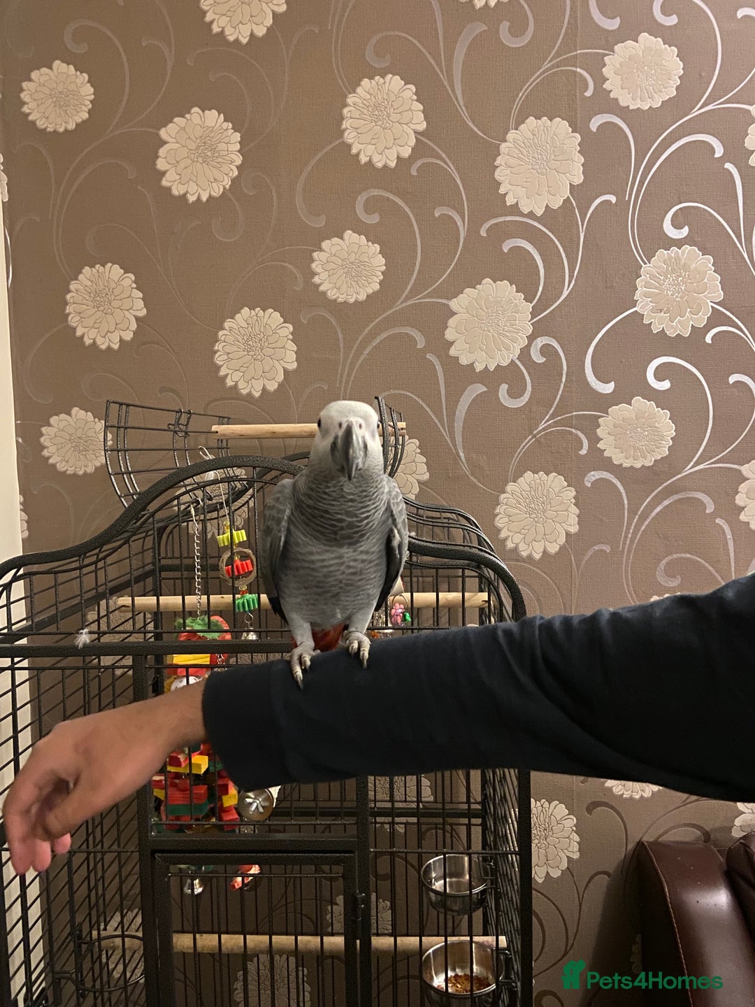 Parrots birds for sale: Hand Reared Tame Baby Male and Female African Grey - Advert 6