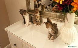 Mixed Breed cats for sale: Adorable kittens in London(SE18)😻❤️😻 - Image 7