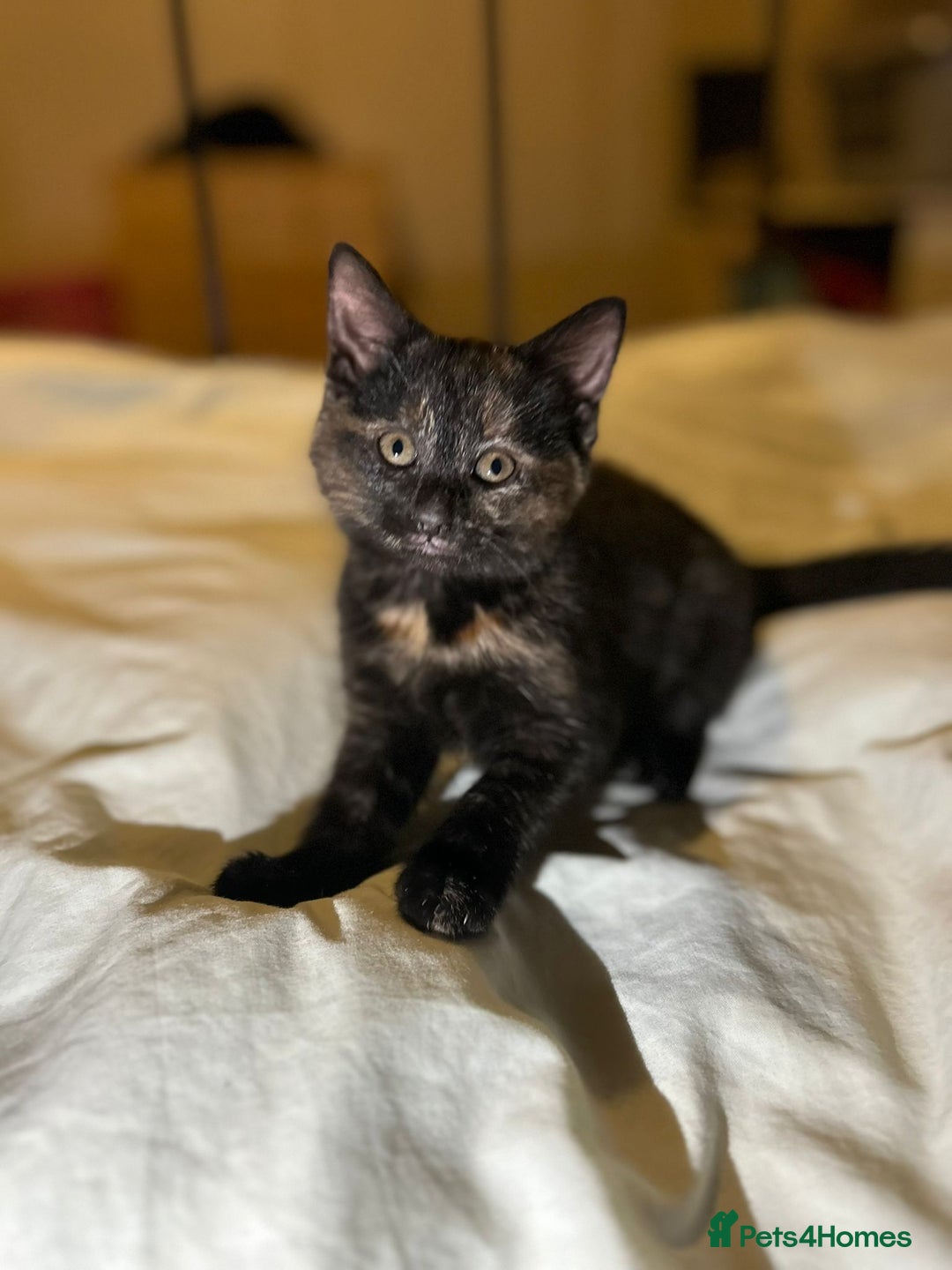 Mixed Breed cats for sale: Gorgeous fluffy kittens  - Advert 10