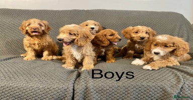 Cockapoo dogs - Advert 14