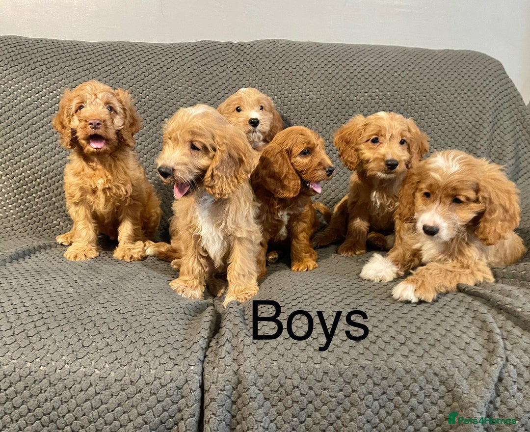 Cockapoo dogs for sale: Cockapoo Puppies F1  - Image 3