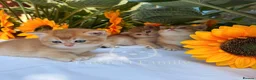 British Shorthair cats for sale: ✨ EXCEPTIONAL GOLDEN BRITISH SHORTHAIR BOYS ✨ - Advert 15