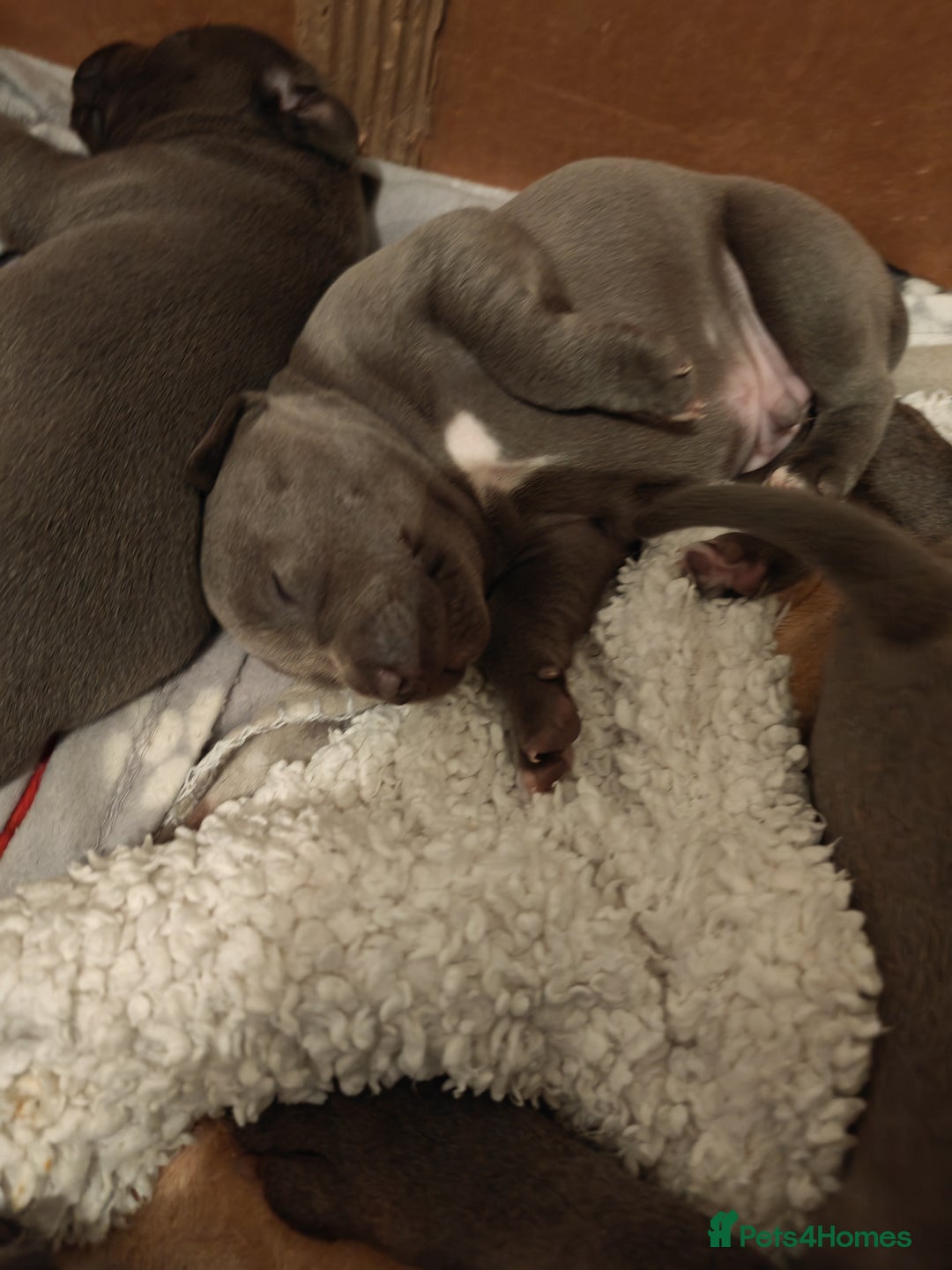 Staffordshire Bull Terrier dogs for sale: Blue chunky Staffordshire pups - Advert 21