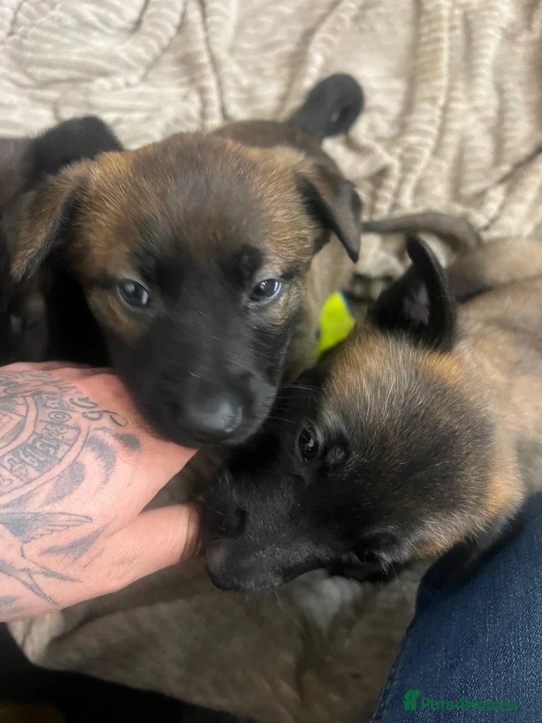 Belgian Shepherd Dog dogs for sale: Confident Belgian Malinois puppies for sale in Hitchin - Advert 10