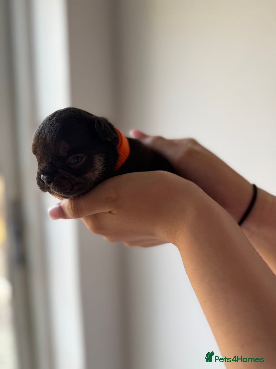 French Bulldog dogs for sale: French bull dogs for sale  - Image 10