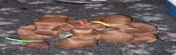 Cockapoo dogs for sale: FULLY HEALTH TESTED F1B COCKAPOO  in Cardiff - Advert 1