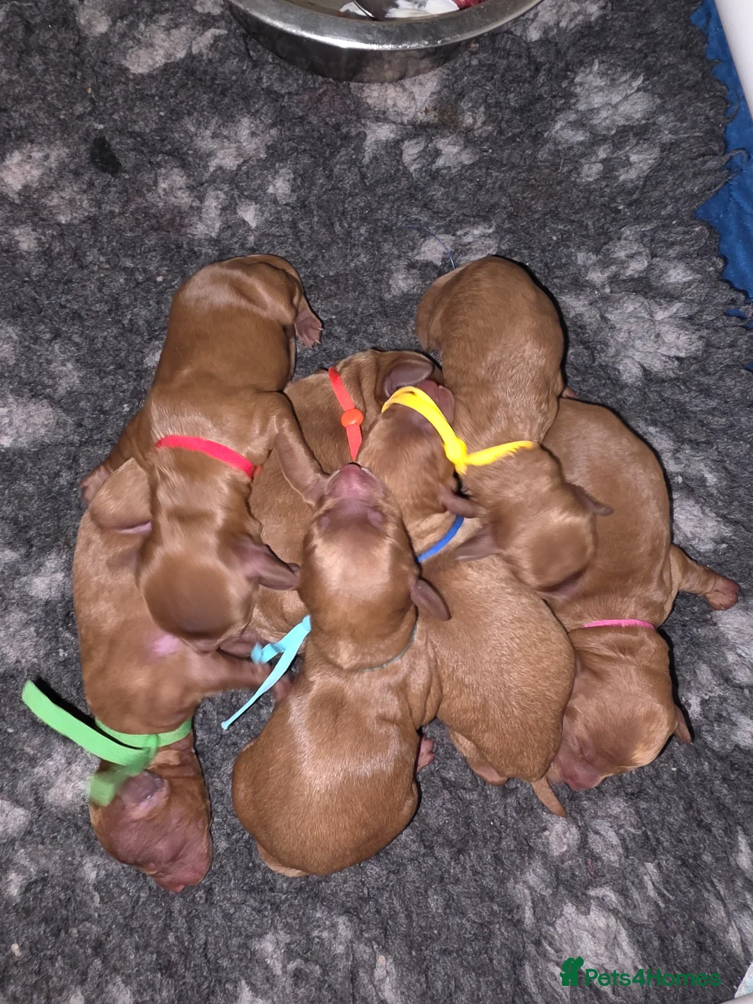 Cockapoo dogs for sale: FULLY HEALTH TESTED F1B COCKAPOO  in Cardiff - Advert 1