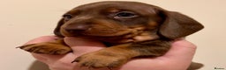 Miniature Dachshund dogs for sale: 🐾Beautiful kc mini dachshund pups ready 20 Dec🐾 - Advert 18