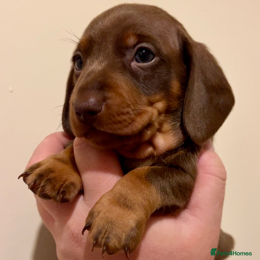 Miniature Dachshund dogs for sale: 🐾Beautiful kc mini dachshund pups ready 20 Dec🐾 - Advert 18