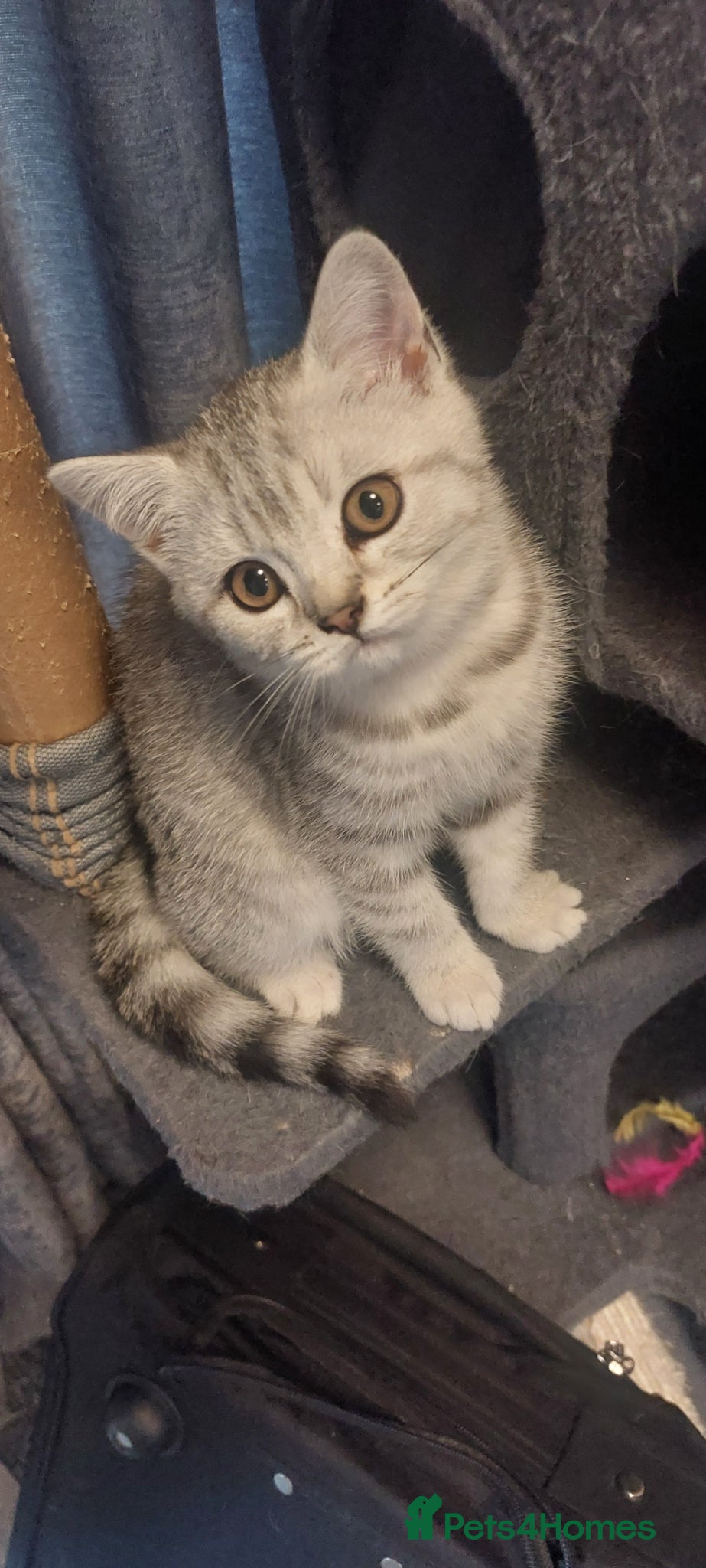 British Shorthair cats 2 British shorthair girls silver spotted/smoke - Advert 9