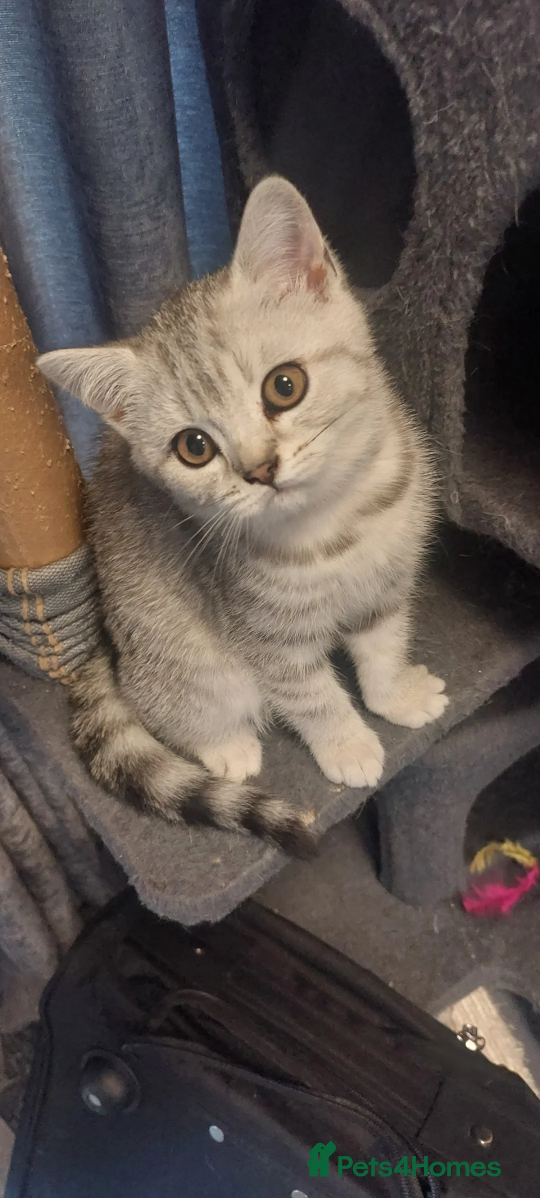 British Shorthair cats for sale: 2 British shorthair girls silver spotted/smoke - Advert 2