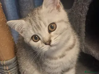 British Shorthair cats 2 British shorthair girls silver spotted/smoke - Advert 9