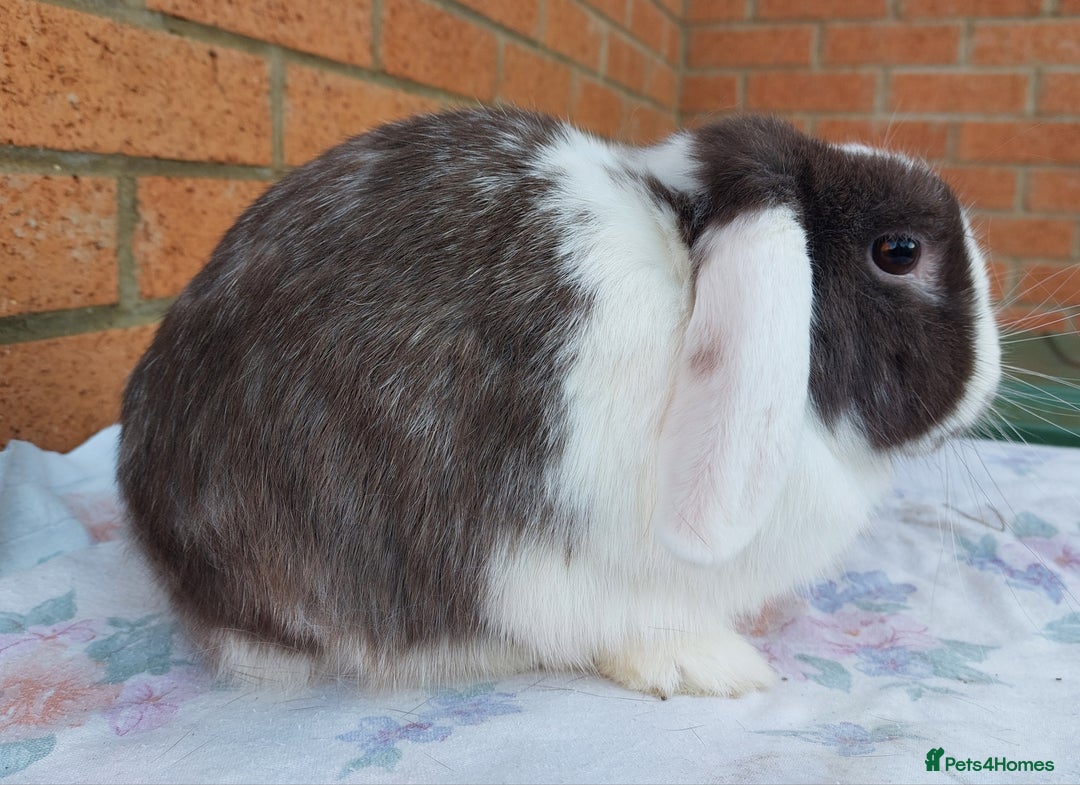 Mini Lop rabbits for sale: ☆Mini Lop Babies & Two Adult Does☆ - Advert 6