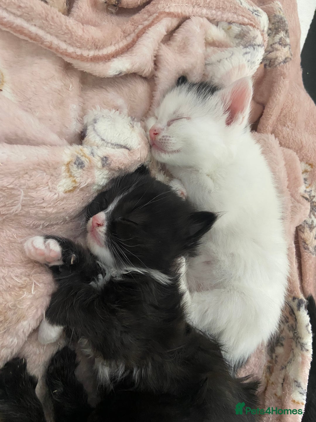 Mixed Breed cats for sale: 4 fluffy Russian blue mix kittens  - Image 15