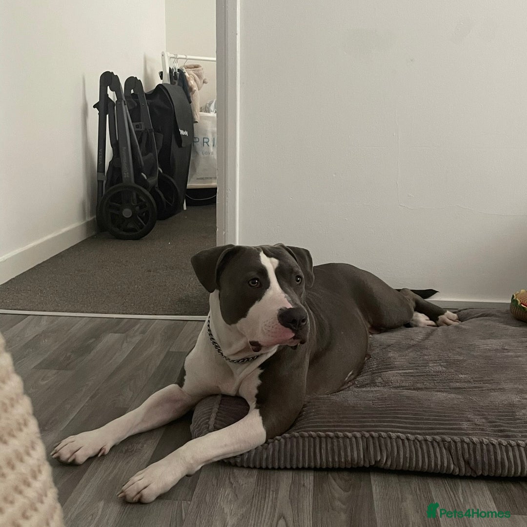 American Bull Staffy dogs for sale: missy  - Advert 1