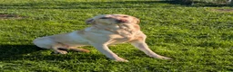 Labrador Retriever dogs for sale: Golden Yellow Lab pups in York - Advert 1
