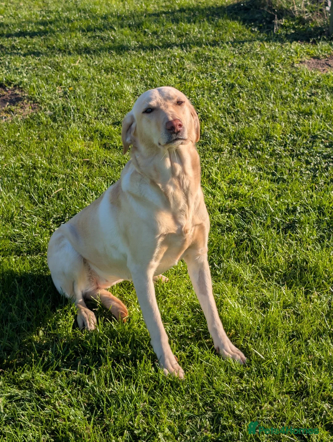 Labrador Retriever dogs for sale: Golden Yellow Lab pups in York - Advert 1