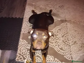 American Bull Staffy dogs Beautiful pups unbelievable mother - Advert 5