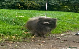 Pomeranian dogs for stud: 💜Handsome Lilac&Blue Pomeranian Brothers! 💙 - Image 10