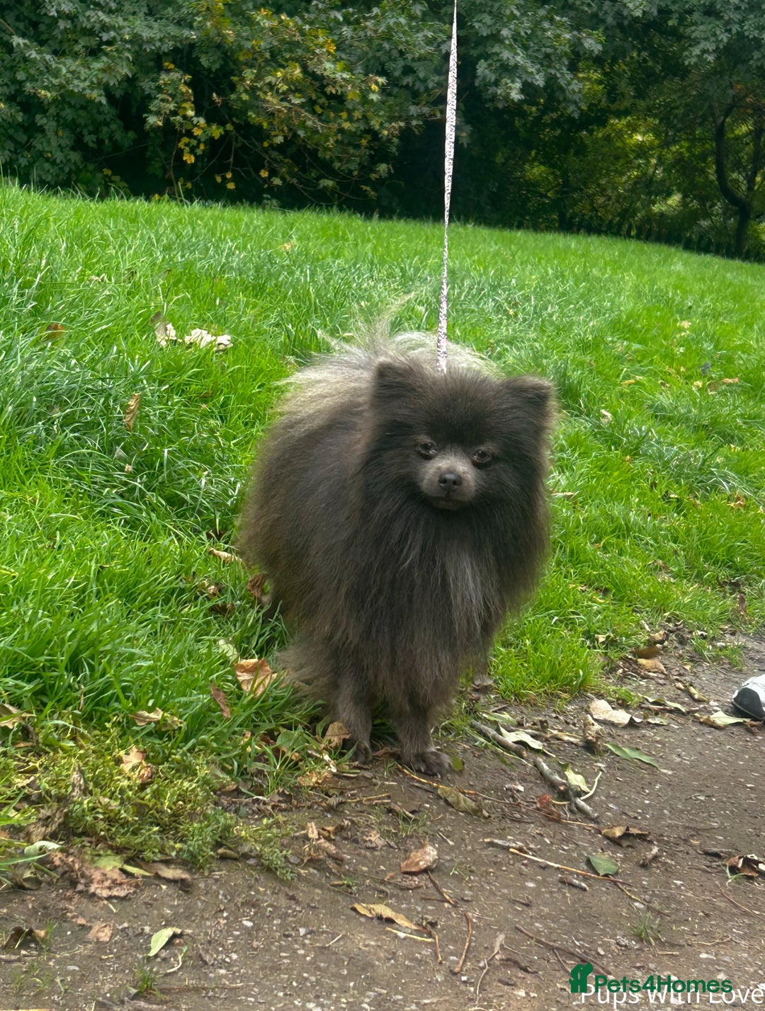 Pomeranian dogs for stud: 💜Handsome Lilac&Blue Pomeranian Brothers! 💙 - Image 10