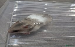 Hamster rodents for sale: Adorable Baby syrian hamsters Ready for Rehome - Image 3