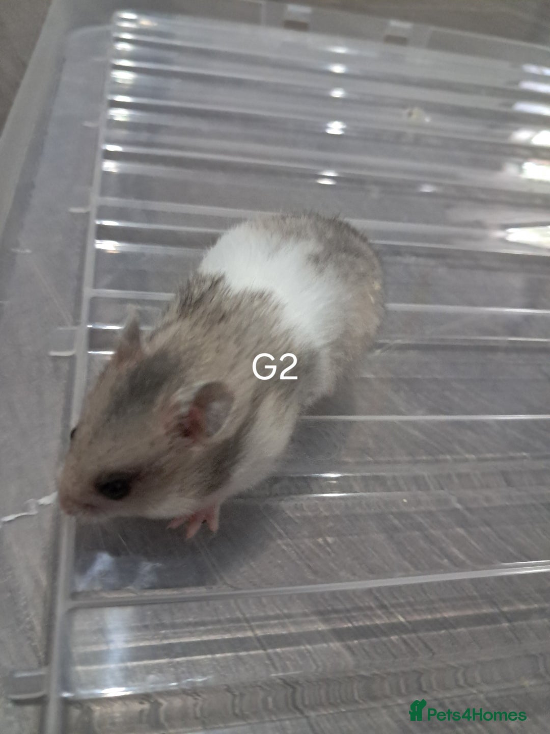 Hamster rodents for sale: Adorable Baby syrian hamsters Ready for Rehome - Image 3
