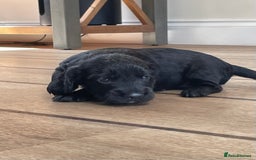 Cocker Spaniel dogs for sale: KC Reg Working Cocker Spaniel Pup - Image 5