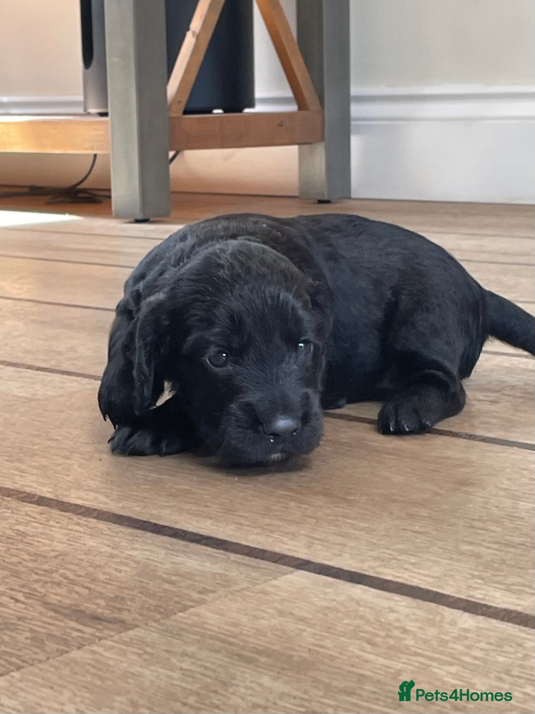 Cocker Spaniel dogs for sale: KC Reg Working Cocker Spaniel Pup - Image 5