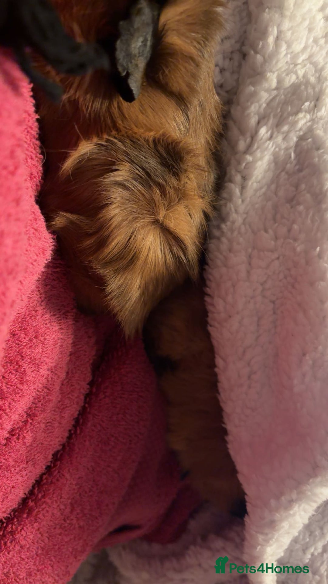 Guinea Pig rodents for sale: Two male boar guinea pigs - Advert 5