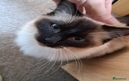 Ragdoll cats for sale: Ragdoll with Starter Kit - Image 1