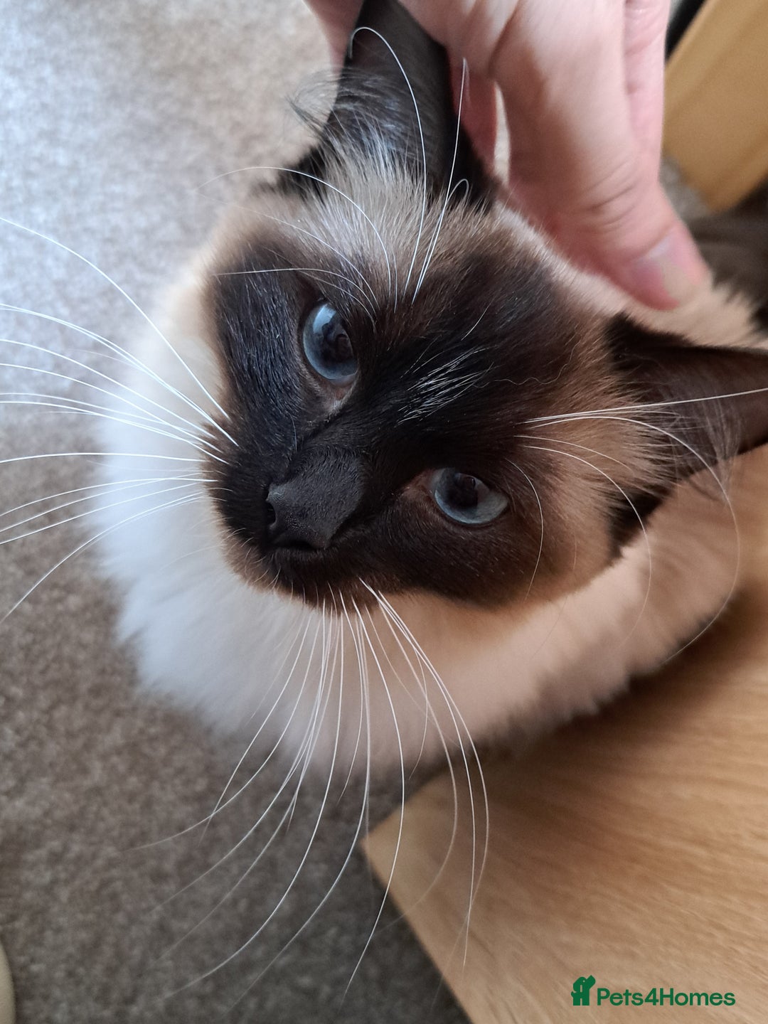 Ragdoll cats for sale: Ragdoll with Starter Kit - Image 1