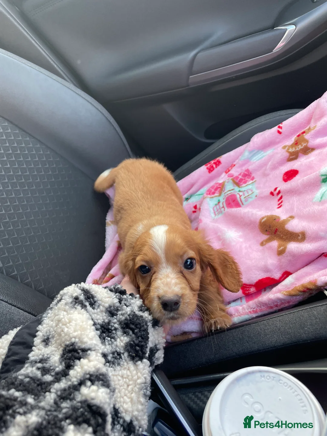 Cocker Spaniel dogs for sale: Cocker spaniel puppy  - Advert 2