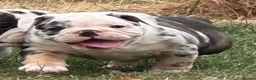 Olde English Bulldogge dogs for sale: 🐾2 Olde English bulldog puppies left 🐾 - Advert 1