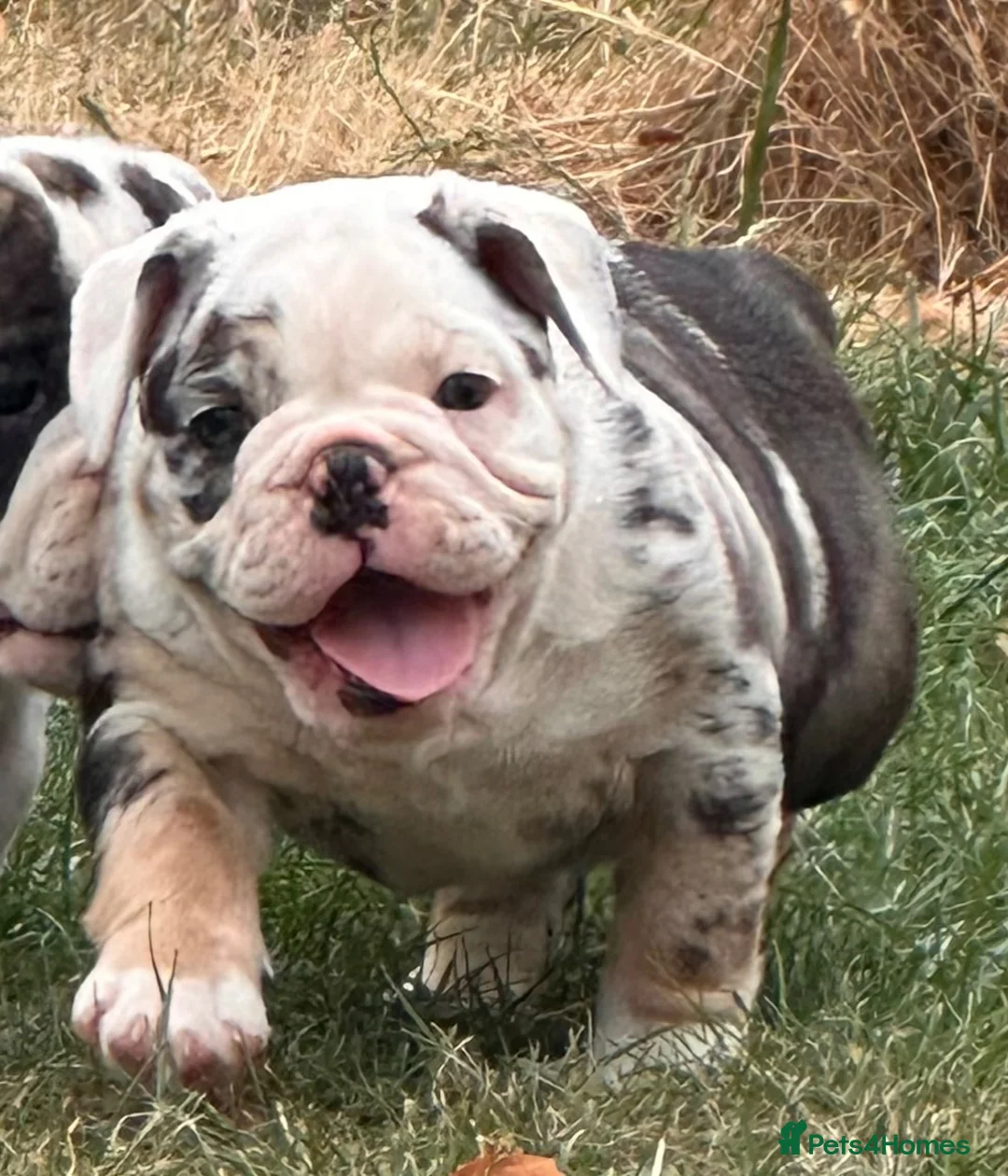 Olde English Bulldogge dogs for sale: 🐾2 Olde English bulldog puppies left 🐾 - Advert 1